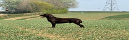Labrador Retriever dogs for stud: Proven KC Reg Labrador health tested stud in Olney - Advert 17