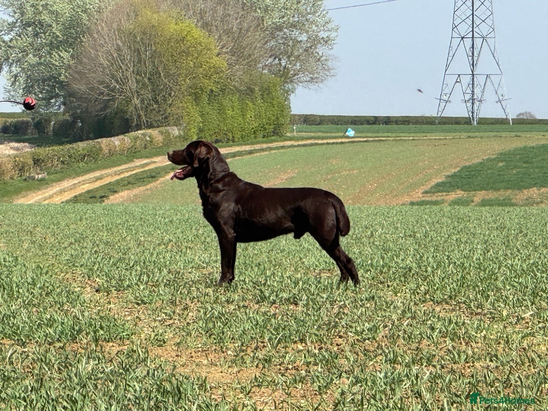 Labrador Retriever dogs for stud: Proven KC Reg Labrador health tested stud in Olney - Image 17