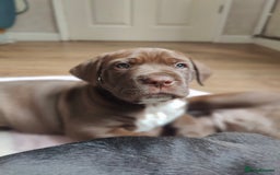 Mixed Breed dogs for sale: dog de bordeaux mixed Dalmatian  - Image 4