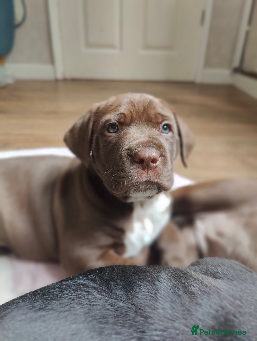 Mixed Breed dogs for sale: dog de bordeaux mixed Dalmatian  - Image 4