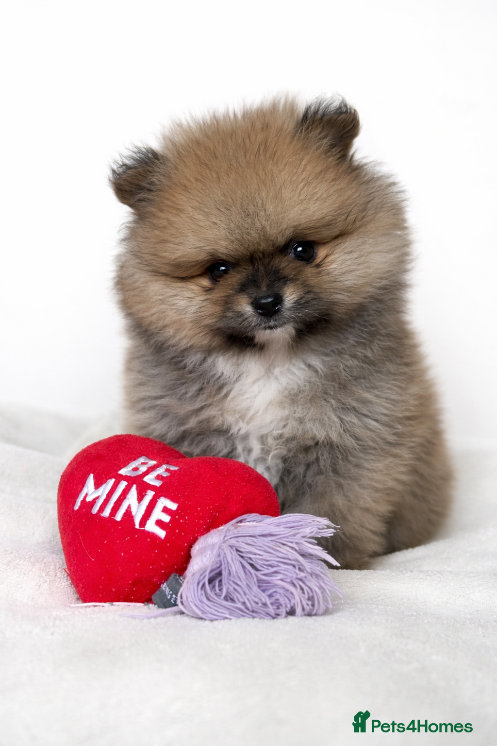 Pomeranian dogs 2BOYS LEFT🧸Ready saturday💖Pomeranian pups - Advert 15