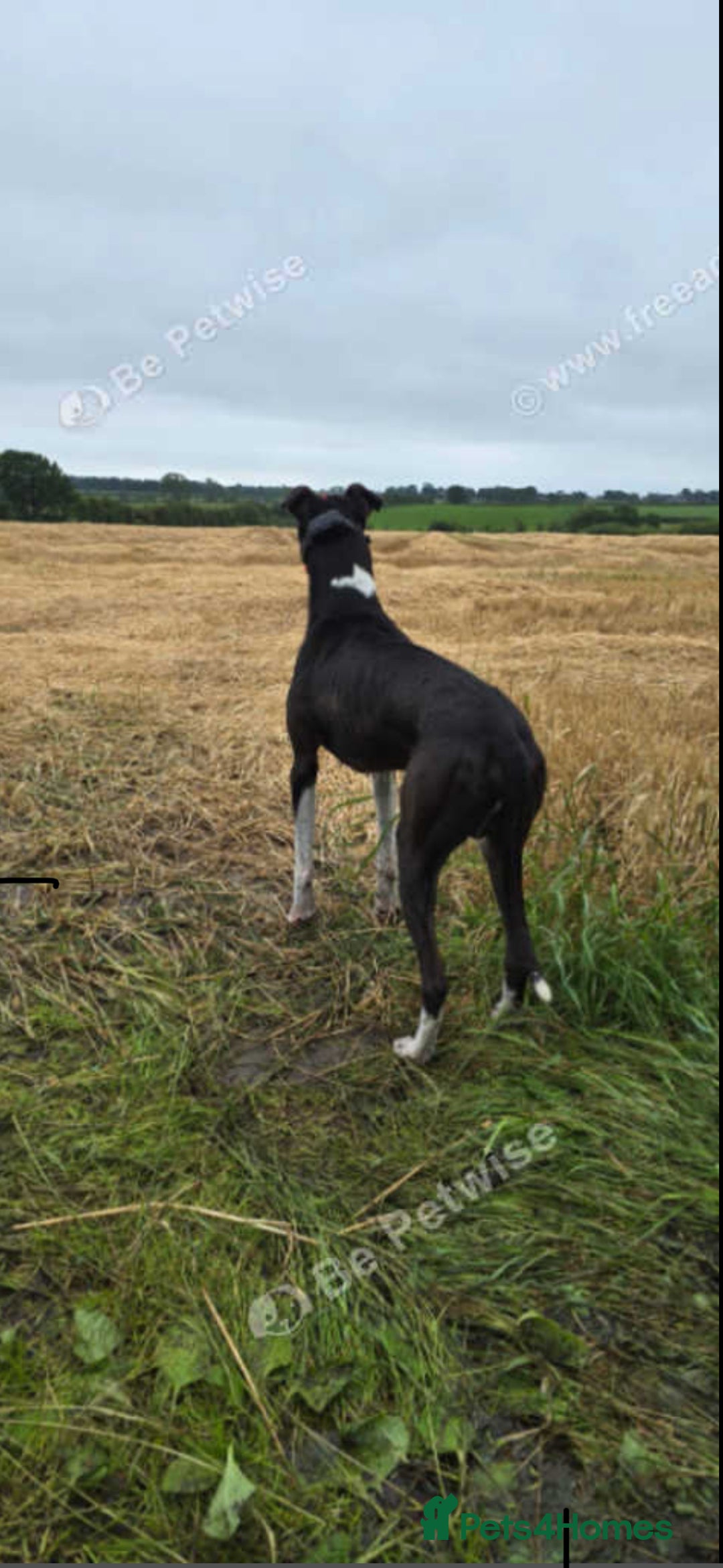Mixed Breed dogs for sale: Italian greyhound mixed with Dalmatian - Image 4