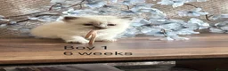 Ragdoll cats for sale: 5 beautiful Ragdoll kittens in Morecambe - Advert 6