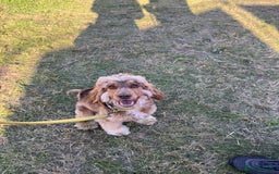 Cockapoo dogs for stud: Cockapoo for stud  - Image 4