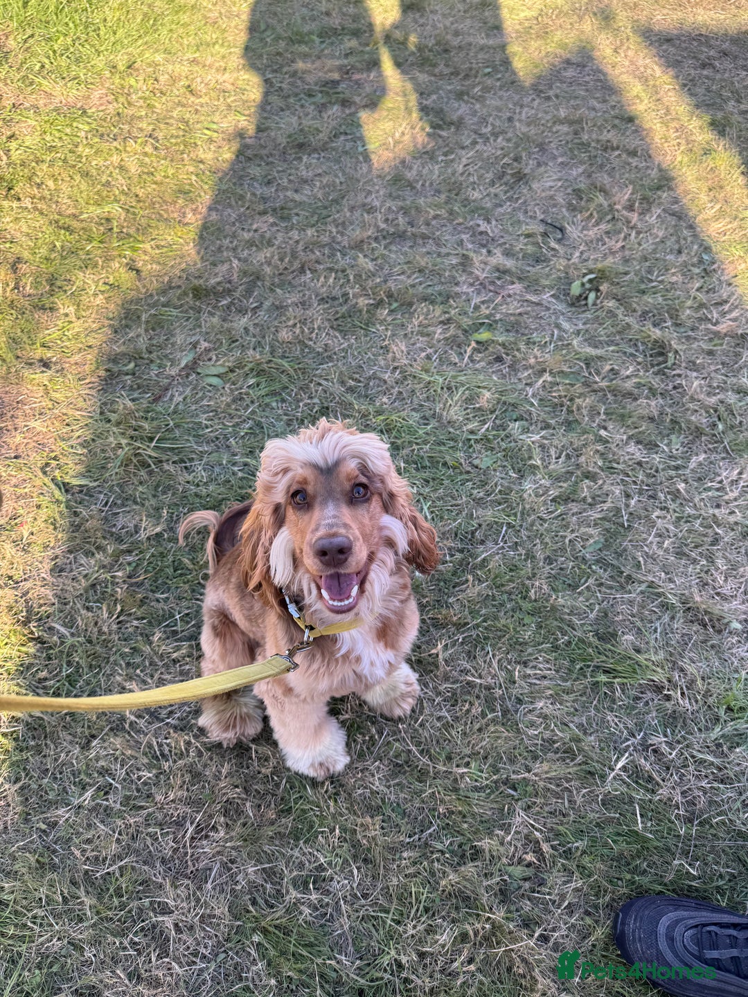 Cockapoo dogs for stud: Cockapoo for stud  - Image 4