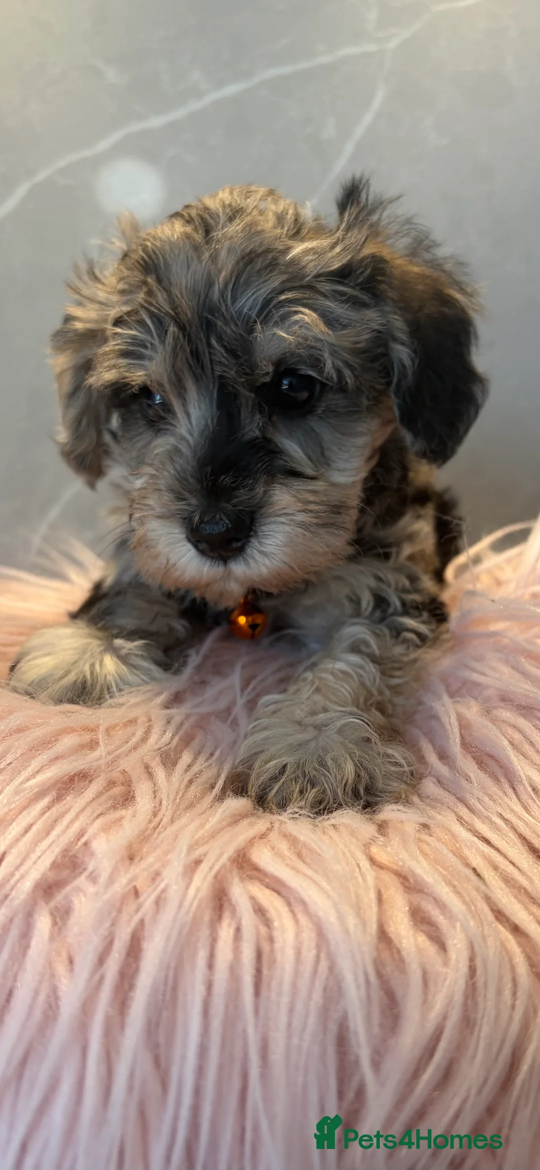 Schnoodle dogs for sale: Very Rare Schnoodle puppies 💙 - Advert 2
