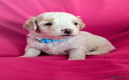 Maltipoo dogs for sale: Beautiful Toy Maltipoo Puppies - Advert 12