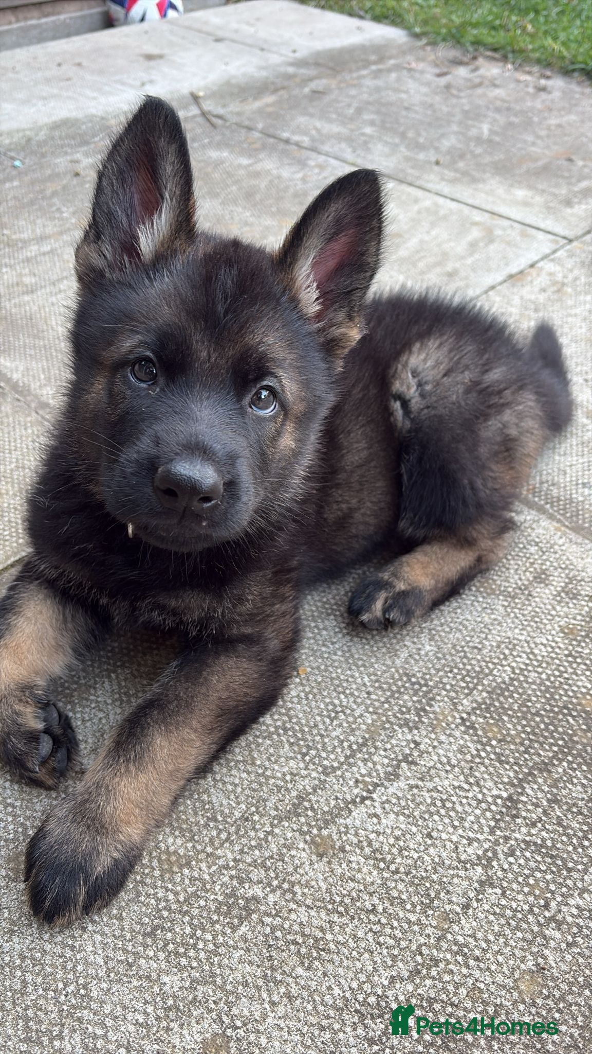 German Shepherd dogs 🐾 Working line German Shepherd puppies 🐾  - Advert 2