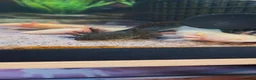Other/Mixed Breed fish for sale: Axolotls For Sale  in Chorley - Advert 2