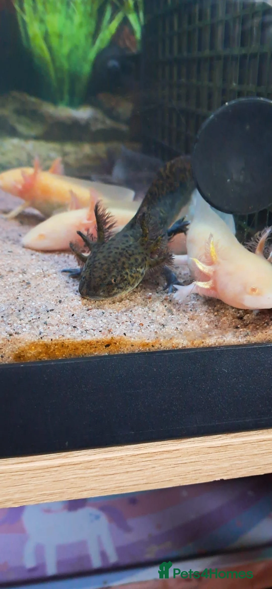 Other/Mixed Breed fish for sale: Axolotls For Sale  in Chorley - Advert 2