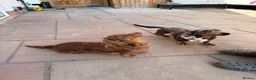 Dachshund dogs for stud: Miniature Daschund for Stud - Advert 2