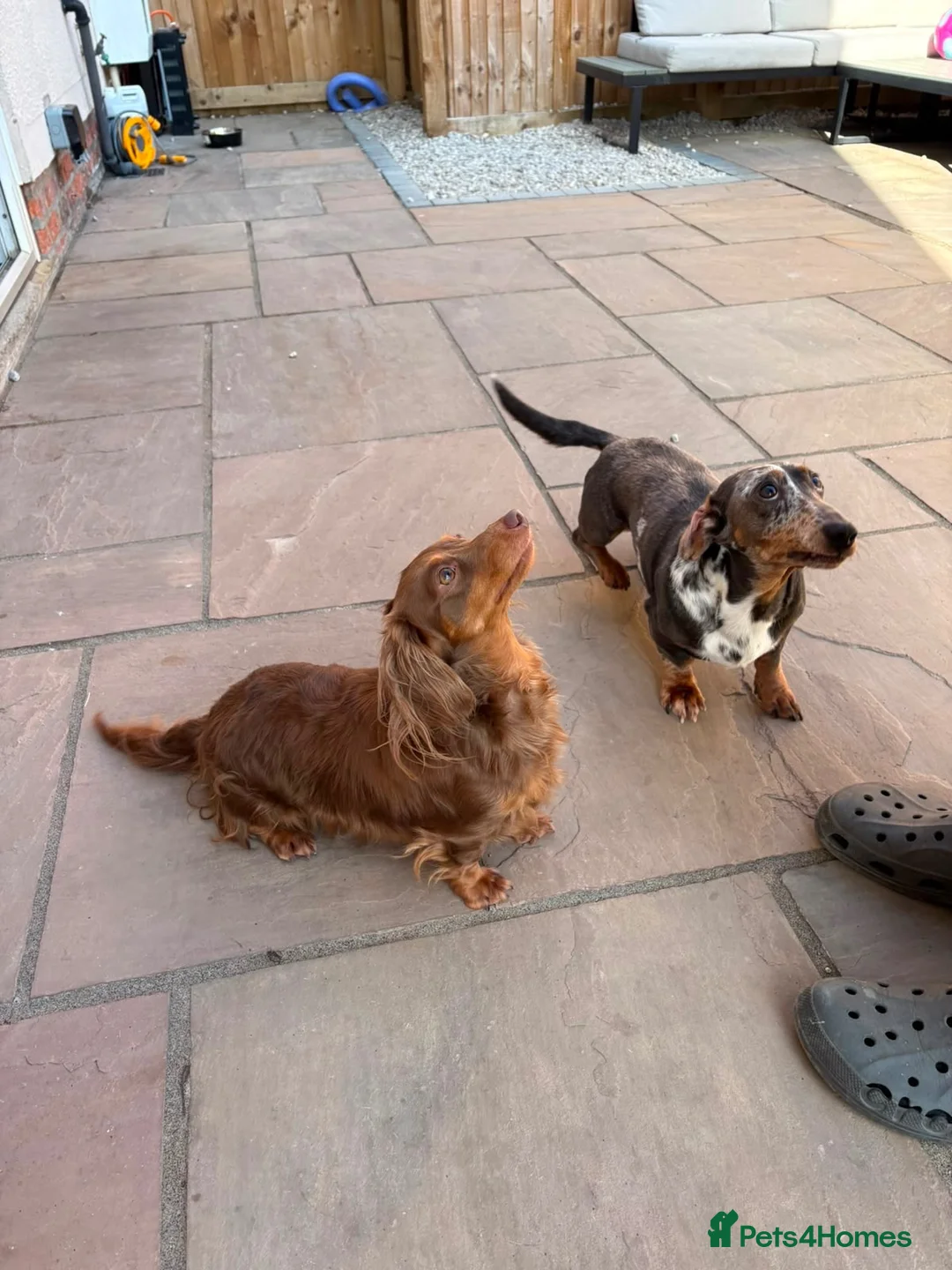 Dachshund dogs for stud: Miniature Daschund for Stud - Advert 2