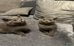 British Shorthair cats for sale: Two Beautiful British Shorthair  kittens for Sale - Image 2