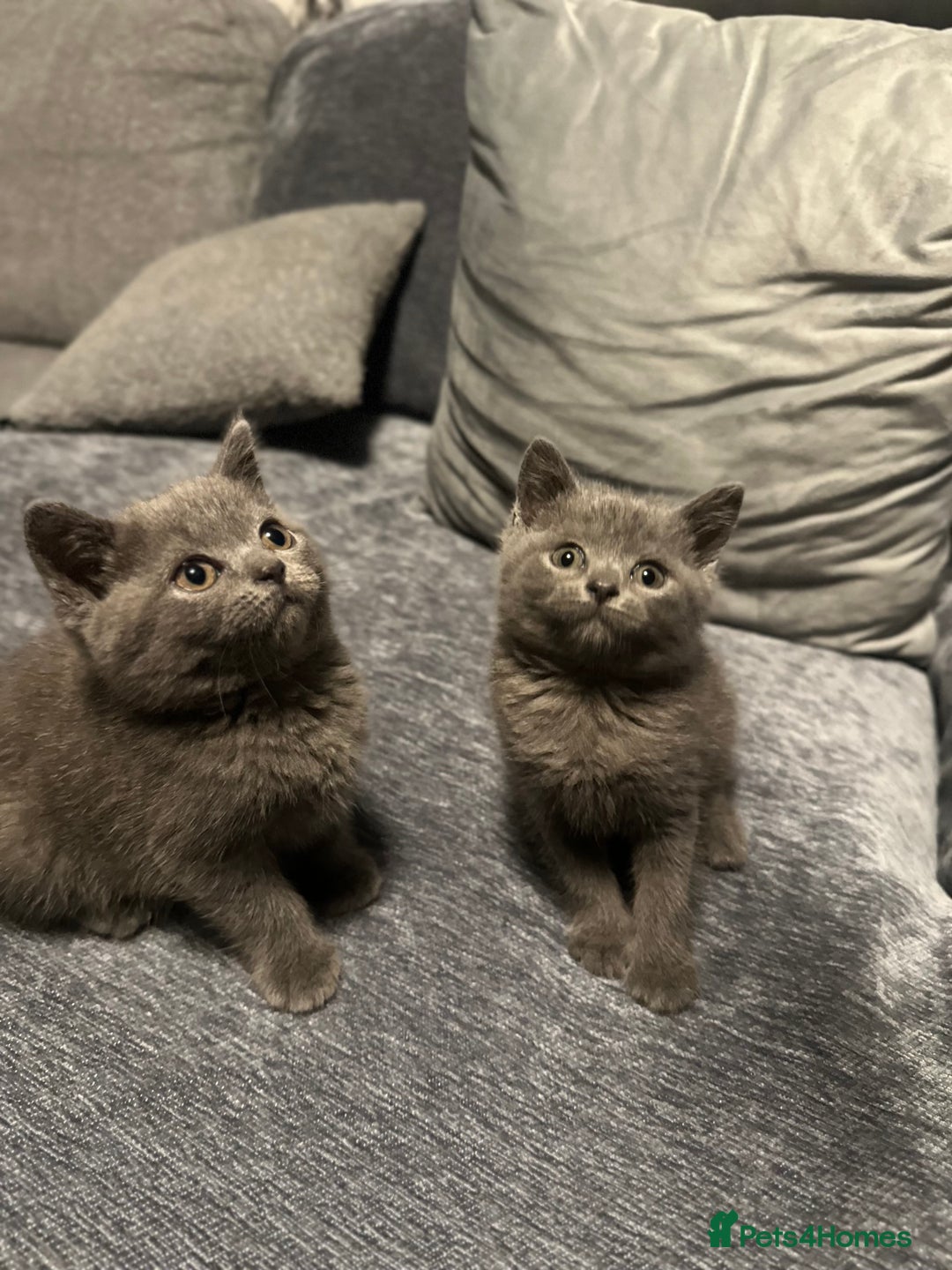 British Shorthair cats for sale: Two Beautiful British Shorthair  kittens for Sale - Image 2