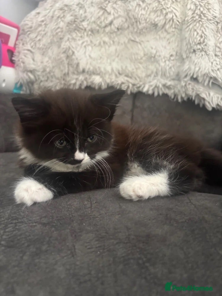 Mixed Breed cats Mainecoon/BomBay Kittens  - Advert 6