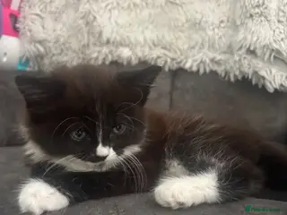 Mixed Breed cats Mainecoon/BomBay Kittens - Advert 6