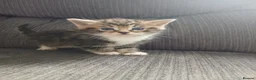 Maine Coon cats for sale: Beautiful cross kittens  - Advert 16