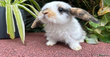 Mini Lop rabbits - Advert 1