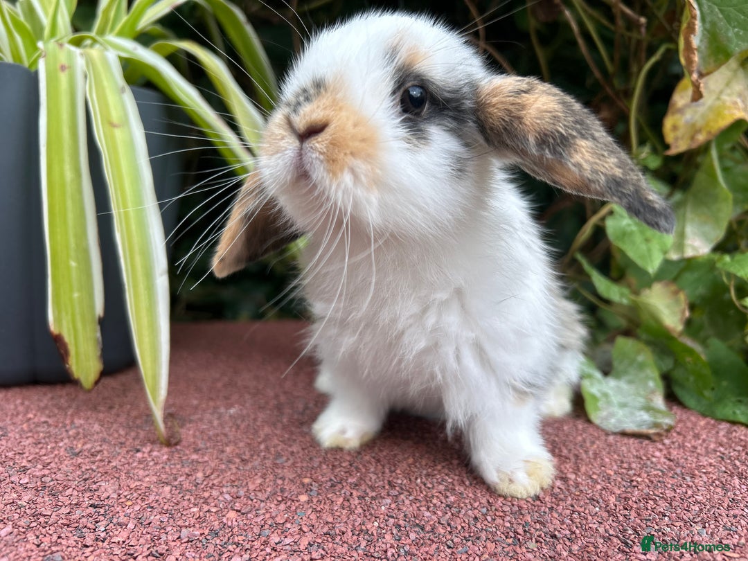 Mini Lop rabbits for sale: Litter of mini lop babies  - Advert 2