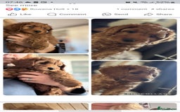 Cockapoo dogs for sale: Cockapoo puppies in Preston - Image 2