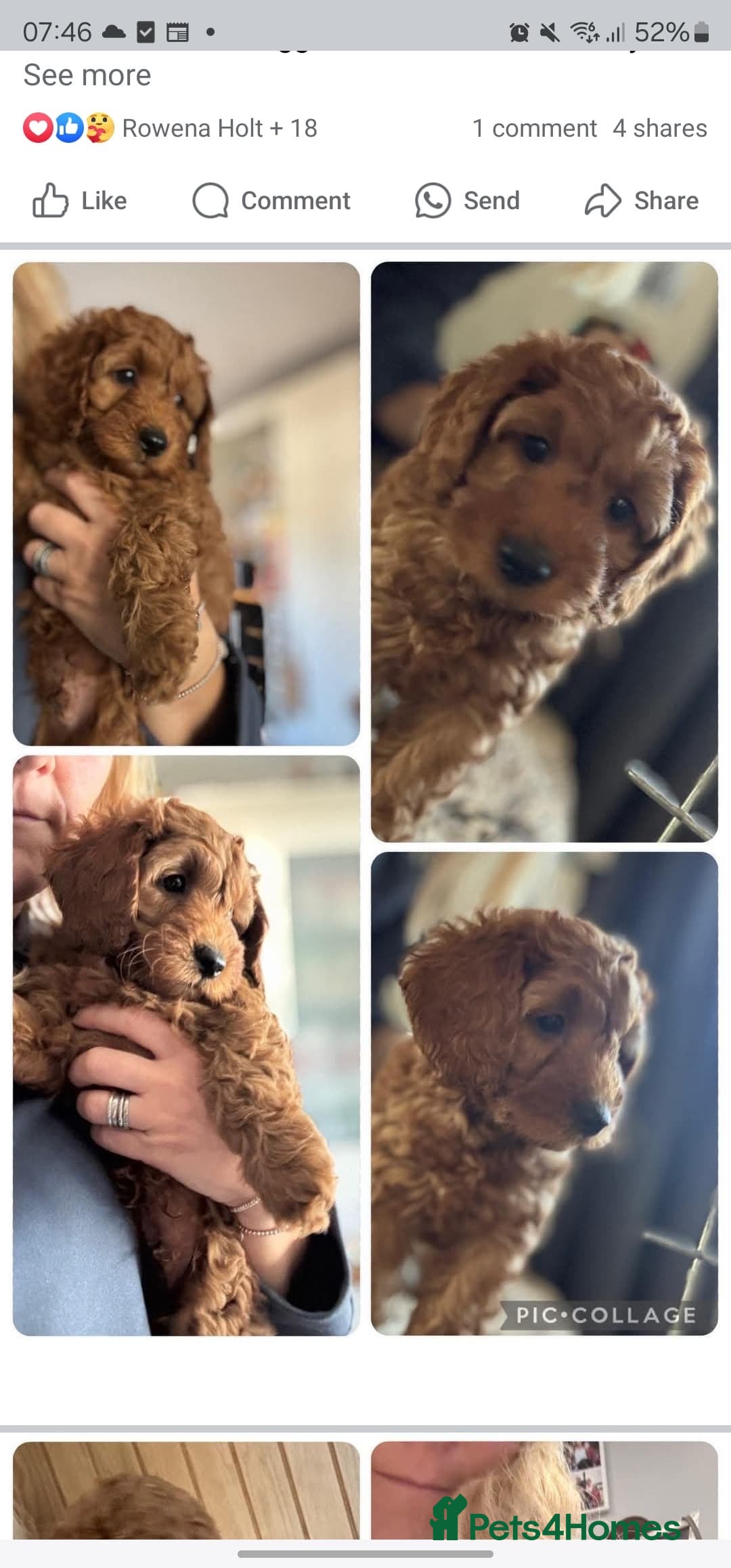 Cockapoo dogs for sale: Cockapoo puppies in Preston - Image 2