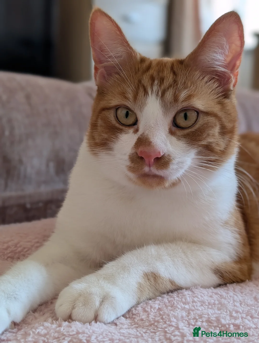 Mixed Breed cats for sale: Heartbreakingly Reluctant Sale -Beautiful Brothers - Advert 5