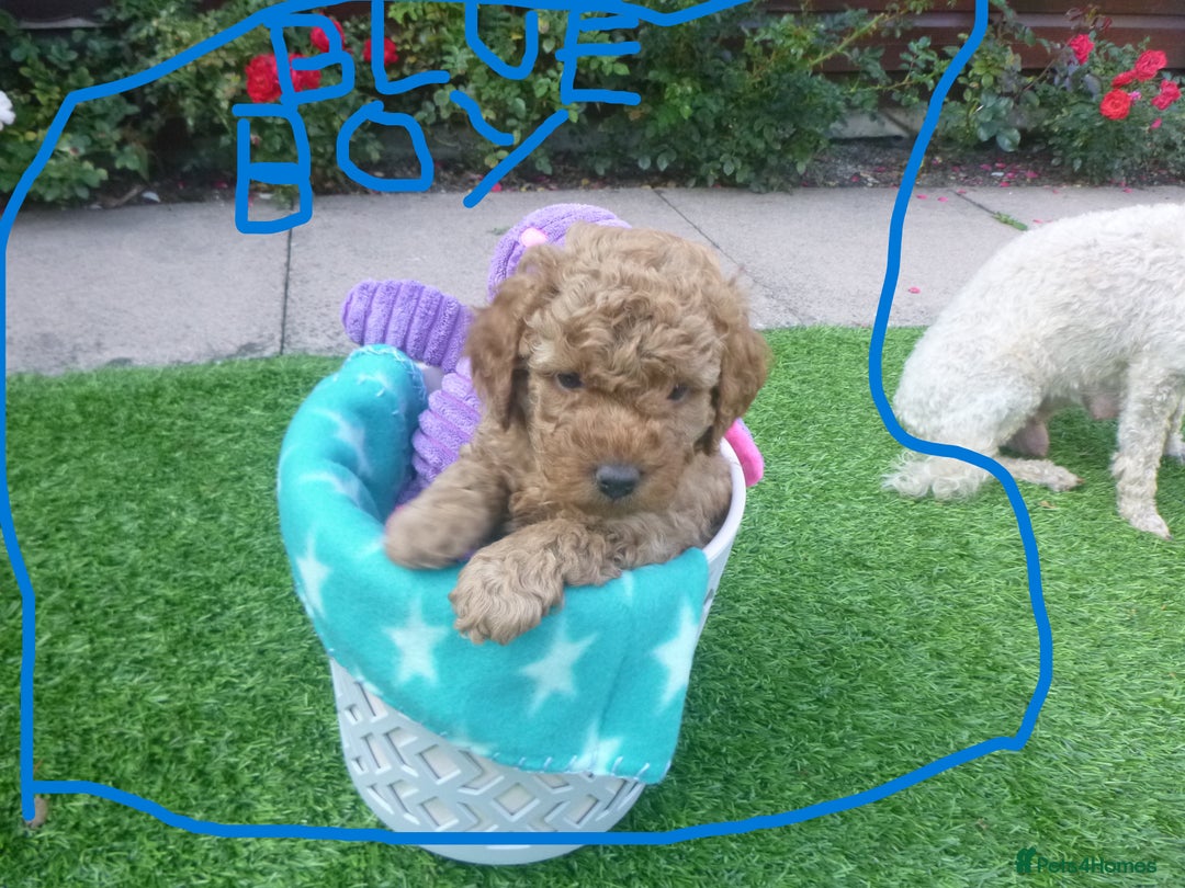 Toy Poodle dogs for sale: Gorgeous Toy Poodles - Image 11