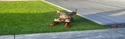 Dobermann dogs for sale: Puppy Doberman  - Advert 1