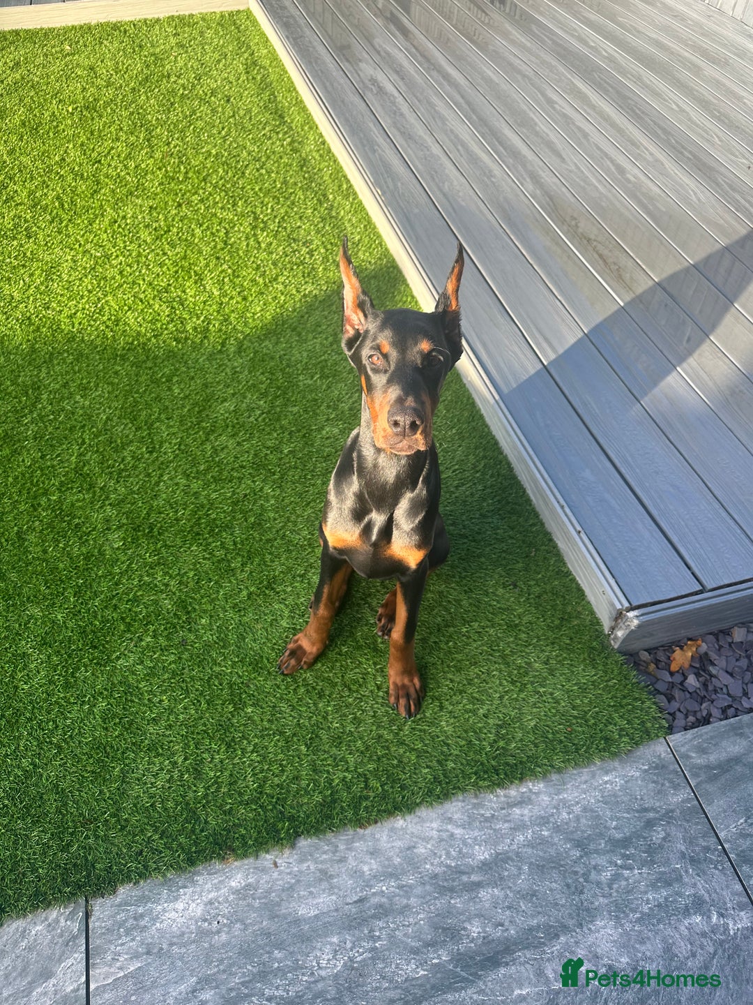 Dobermann dogs for sale: Puppy Doberman  - Advert 1