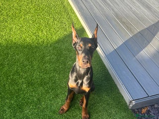 Dobermann dogs Puppy Doberman - Advert 1