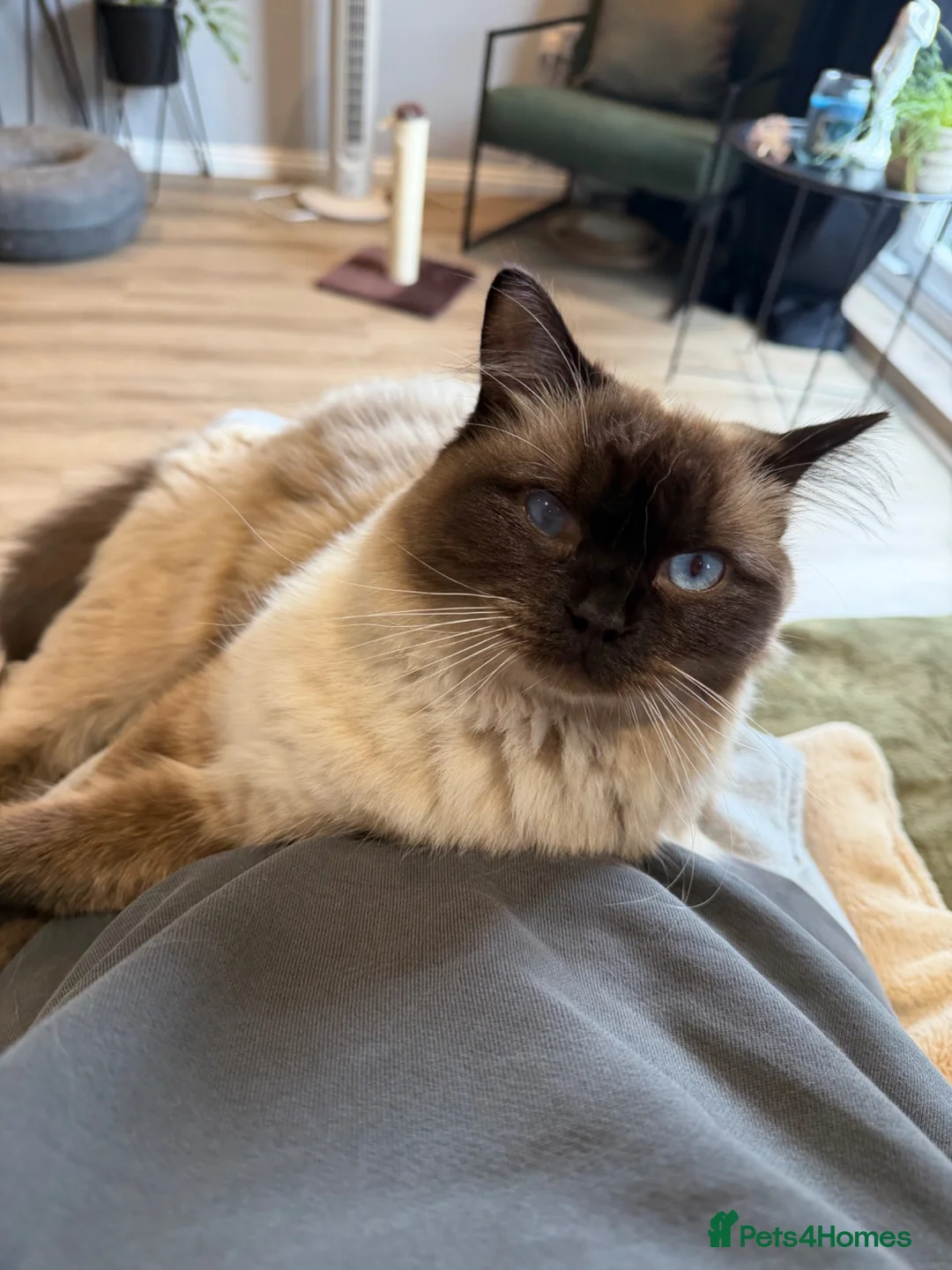 Ragdoll cats for sale: Bert & Boris  - Advert 2
