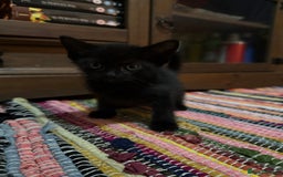 Mixed Breed cats for sale: 4 kittens available - Image 9