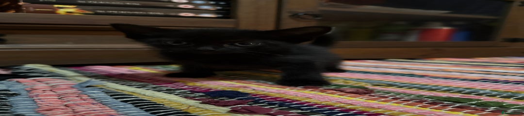 Mixed Breed Kitten 3