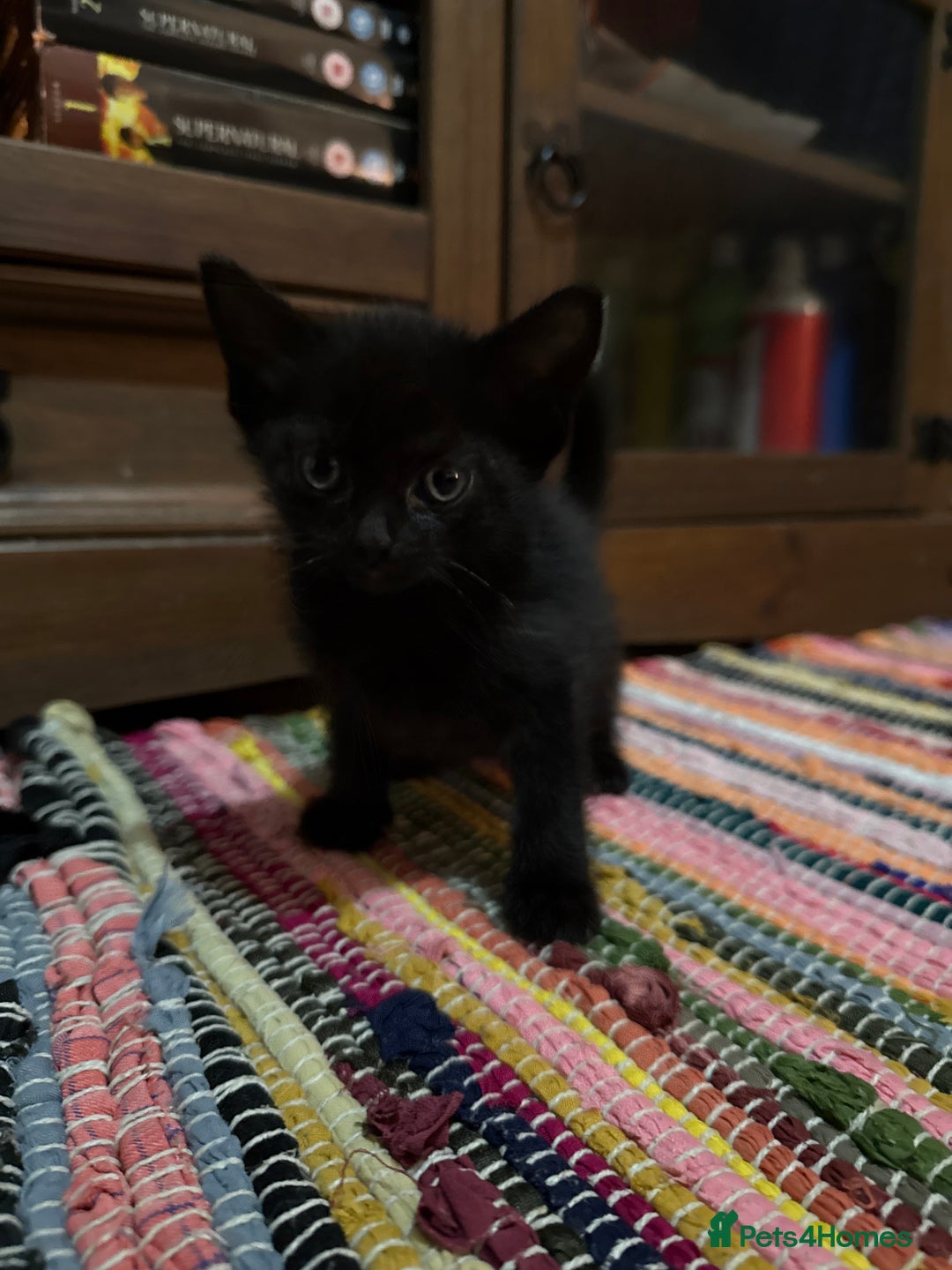 Mixed Breed cats for sale: 4 kittens available - Image 9