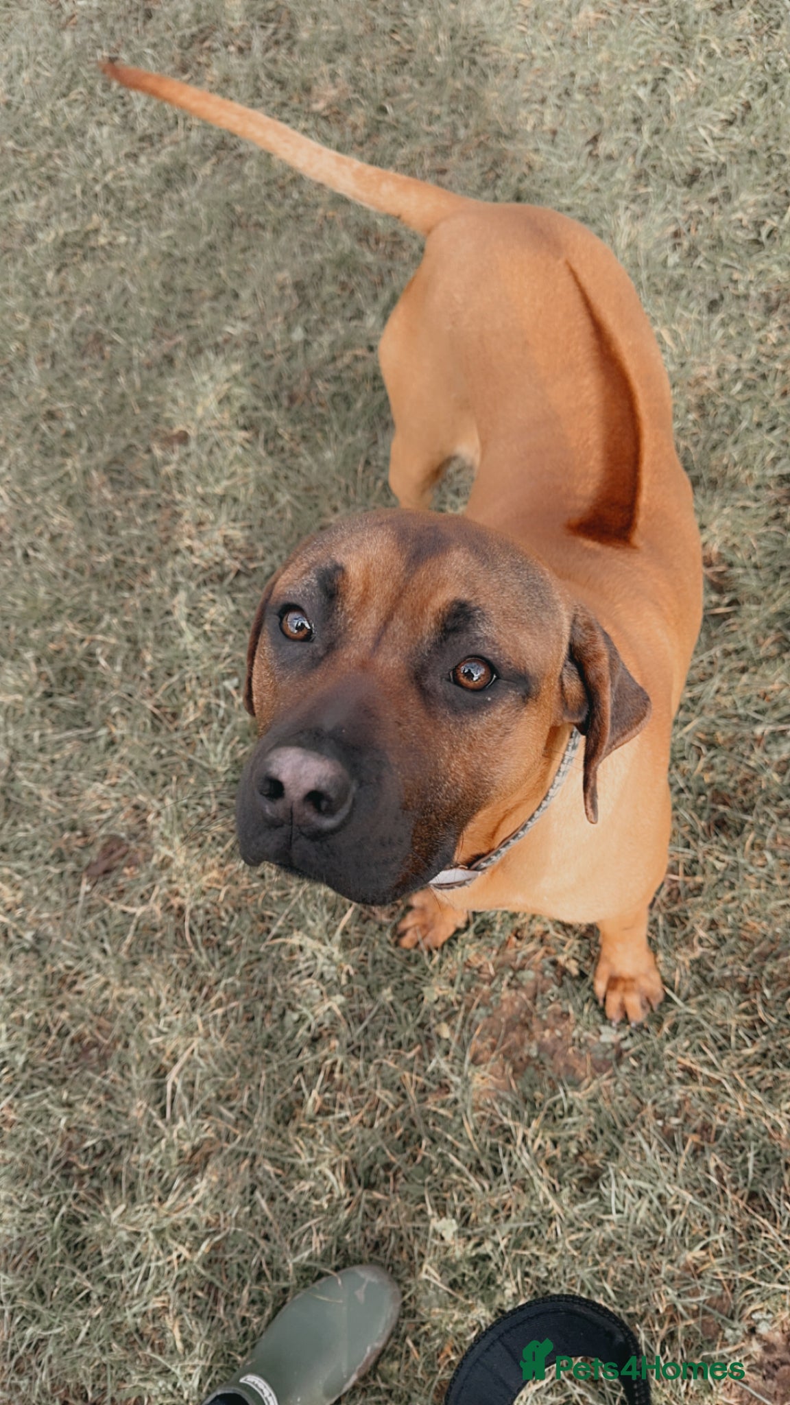 Rhodesian Ridgeback dogs 🐾 Looking to Rehome Our Dog Roger 🐾 - Advert 3