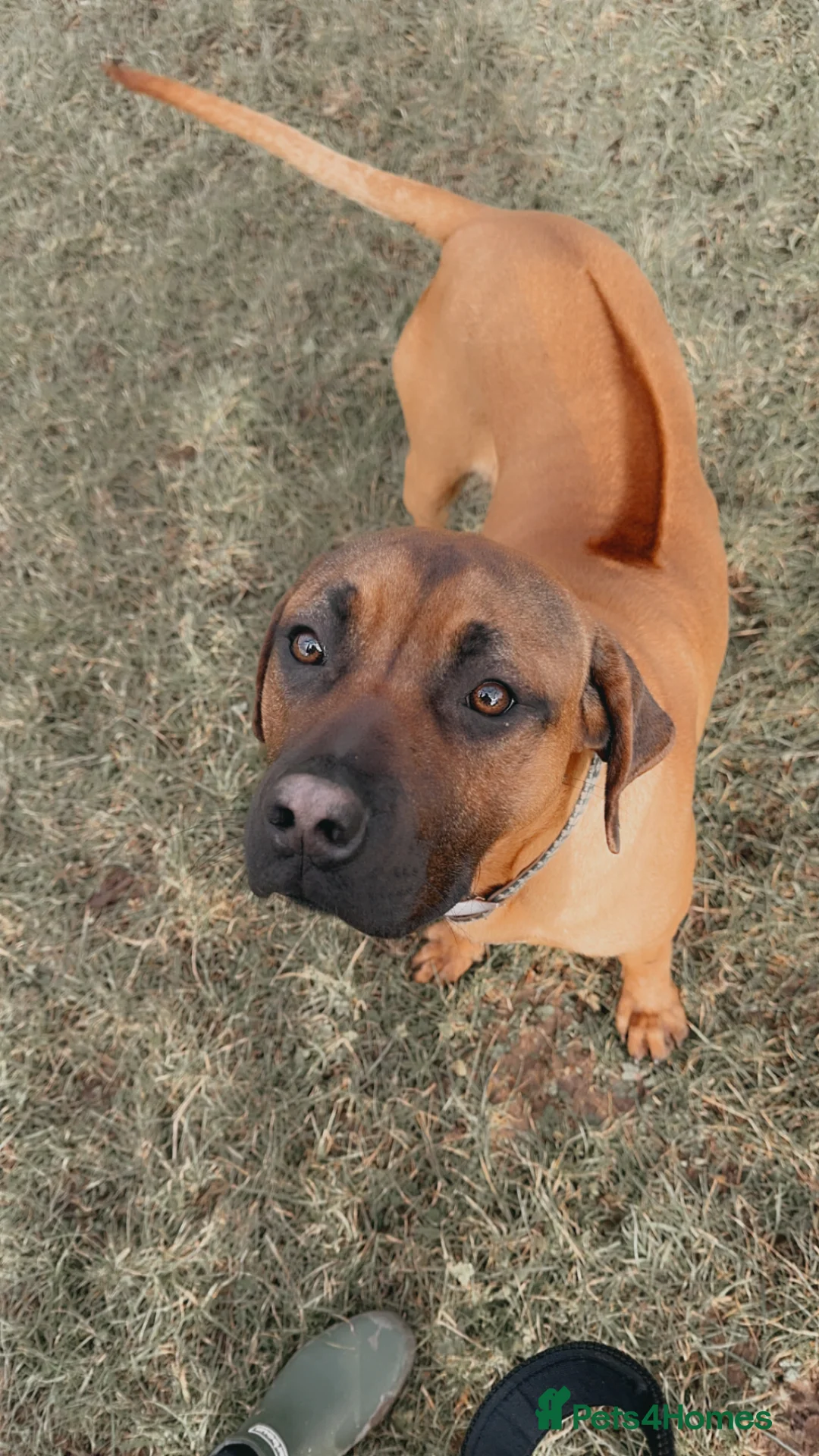 Rhodesian Ridgeback dogs for sale: 🐾 Looking to Rehome Our Dog Roger 🐾 - Advert 1