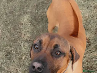 Rhodesian Ridgeback dogs 🐾 Looking to Rehome Our Dog Roger 🐾 - Advert 1