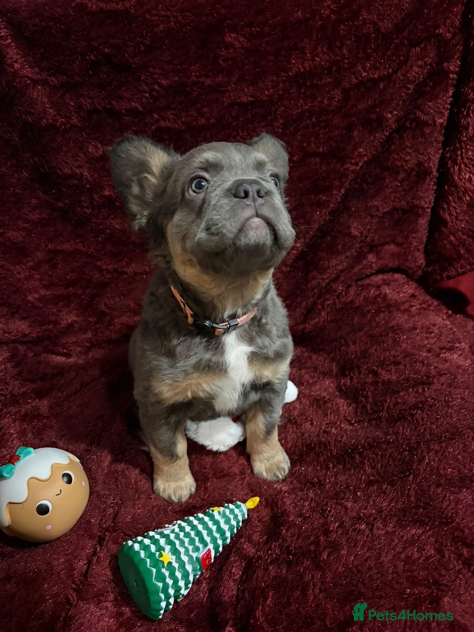 French Bulldog dogs Fluffy French bulldog puppies- strong bloodline. - Advert 4