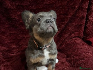 French Bulldog dogs Fluffy French bulldog puppies- strong bloodline. - Advert 1