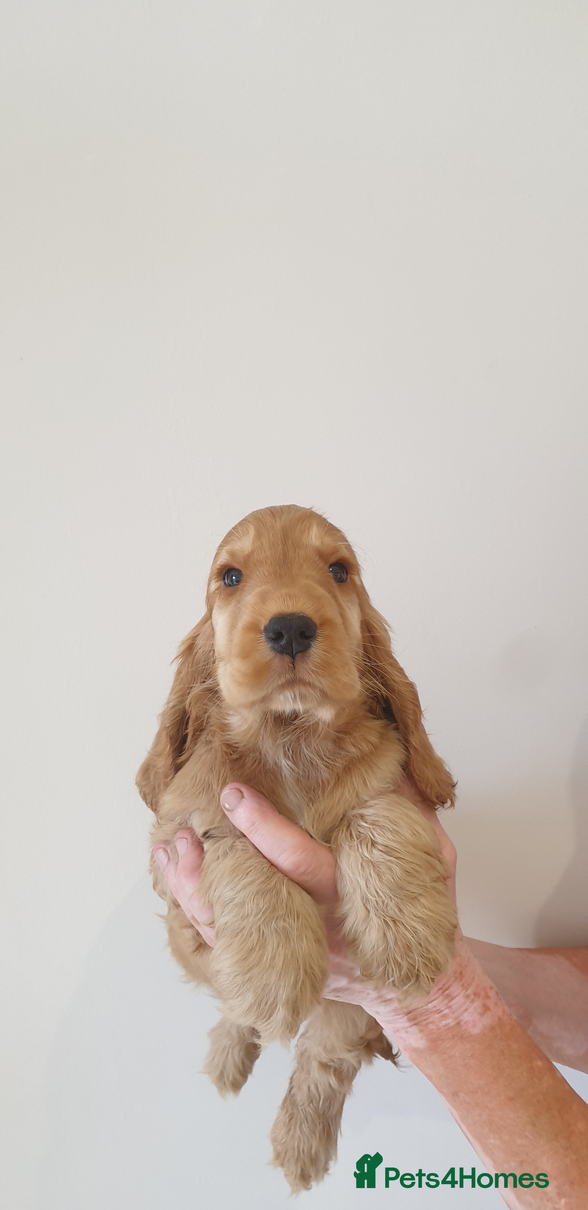 Cocker Spaniel dogs Show line K.C Cocker Spaniel Puppies  - Advert 2