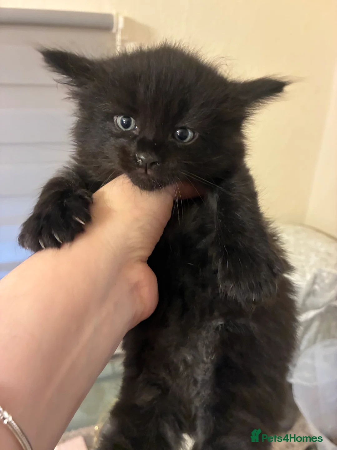 Turkish Angora cats for sale: Turkish angora male  - Advert 1