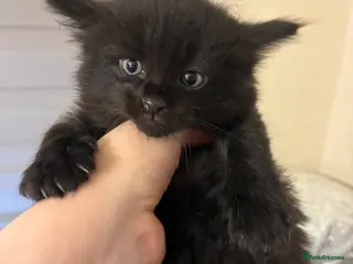 Turkish Angora cats Turkish angora male - Advert 1