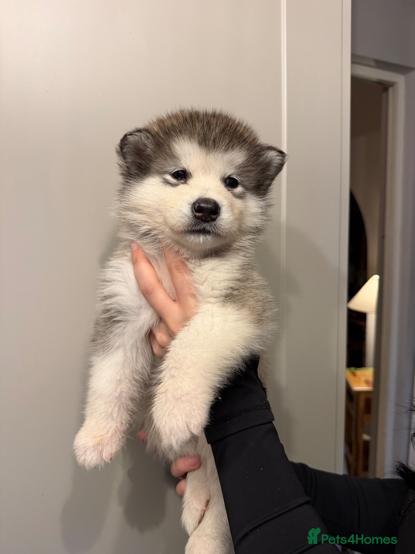 Alaskan Malamute dogs RKC registered litter of boys - Advert 2