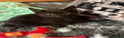 Mixed Breed cats for sale: 3 black kittens (boys) - Advert 3