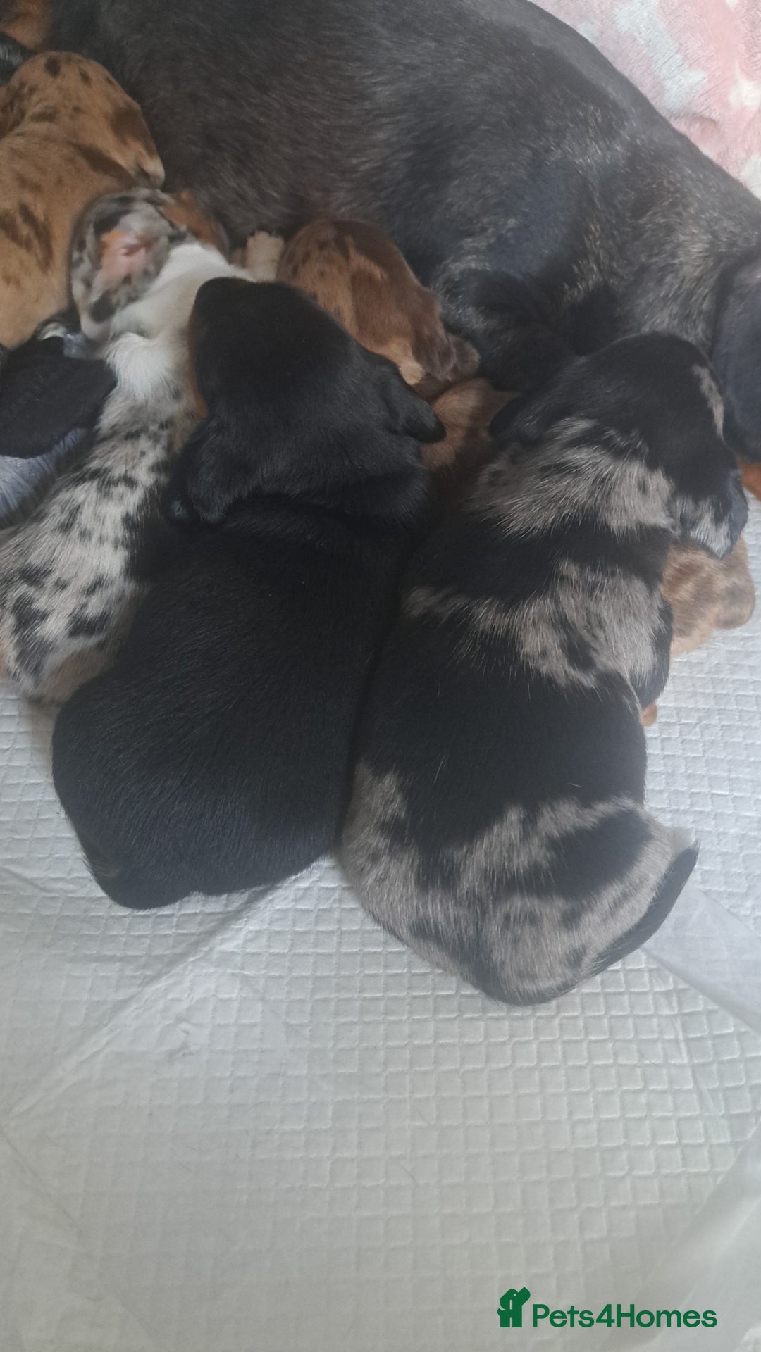 Dachshund dogs for sale: STUNNINGLY,  GORGEOUS DACHSHUND PUPPIES 🐶 😍  - Image 16