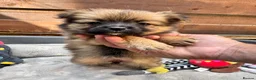 Pomeranian dogs for sale: ✨🐶 9  Beautiful Pomeranian Puppies  - Advert 21