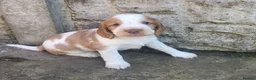 Cocker Spaniel dogs for sale: Beautiful working / show cocker spaniel puppies - Advert 5