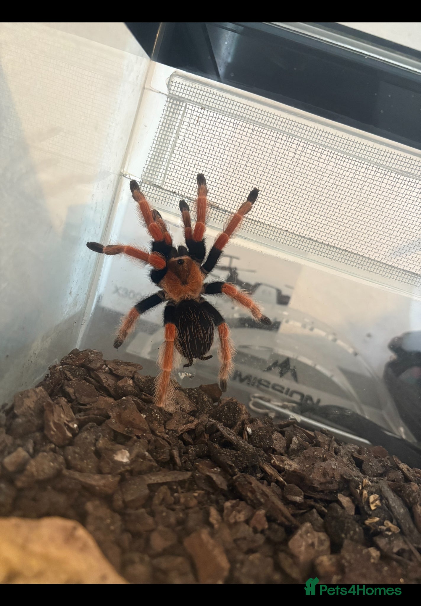 Tarantulas invertebrates Mexican red knee - Advert 3