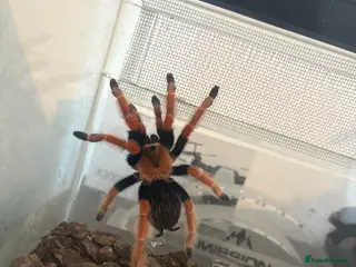 Tarantulas invertebrates Mexican red knee - Advert 9
