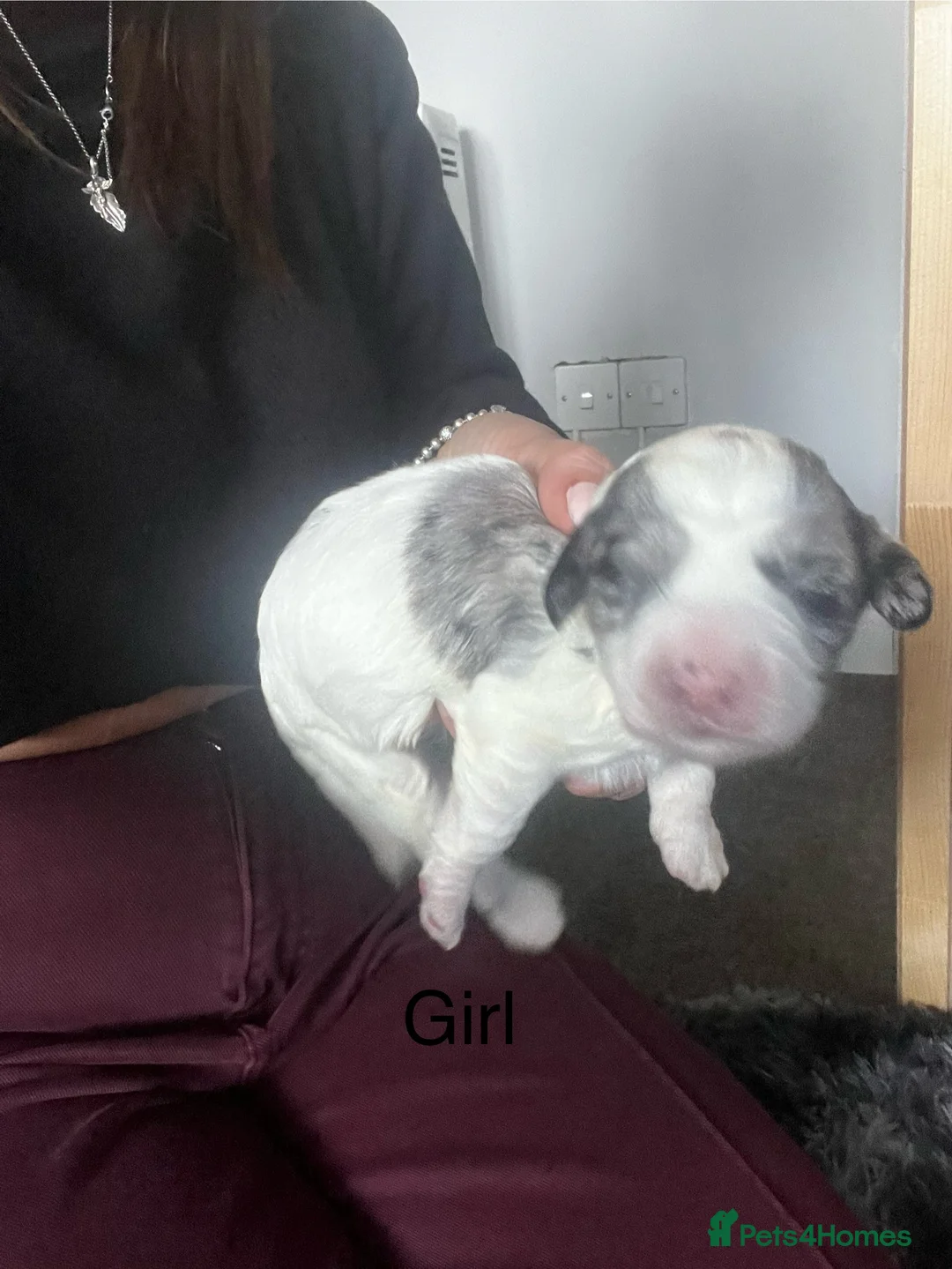 Cockapoo dogs for sale: Beautiful cockapoo puppies  - Advert 5